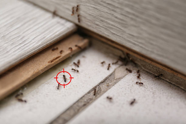 Wildlife Control Services in New Brighton, MN
