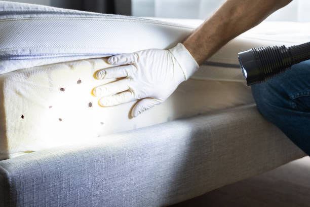 Best Flea Control Services  in New Brighton, MN