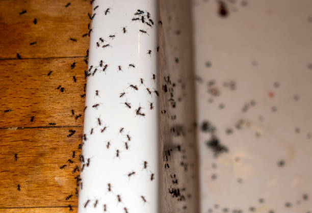 Best Best Pest Control Near Me  in New Brighton, MN