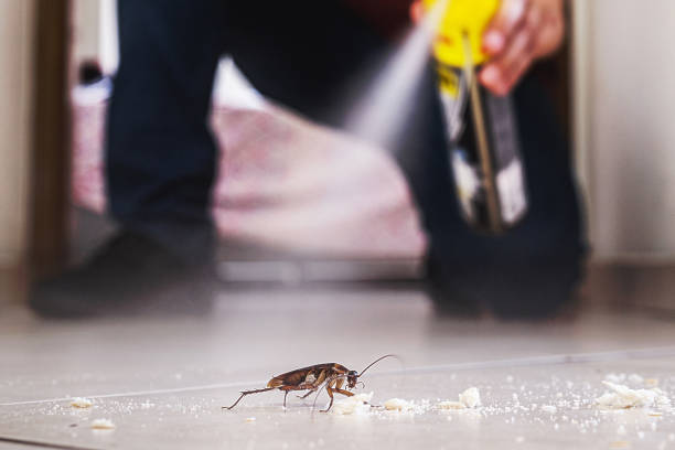 Best Flea Control Services  in New Brighton, MN