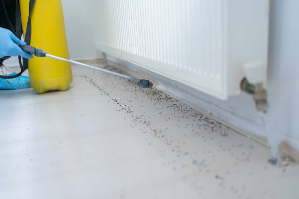 Insect Control in New Brighton, MN