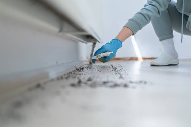 Best Affordable Pest Control Services  in New Brighton, MN